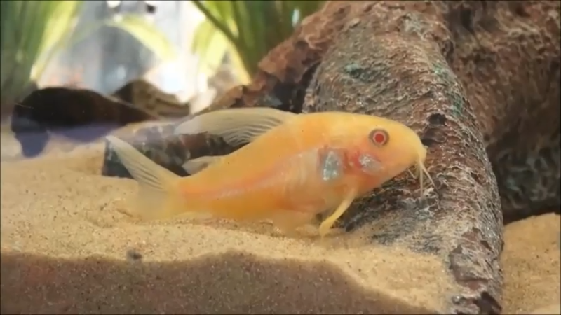 Cistac (Corydoras)